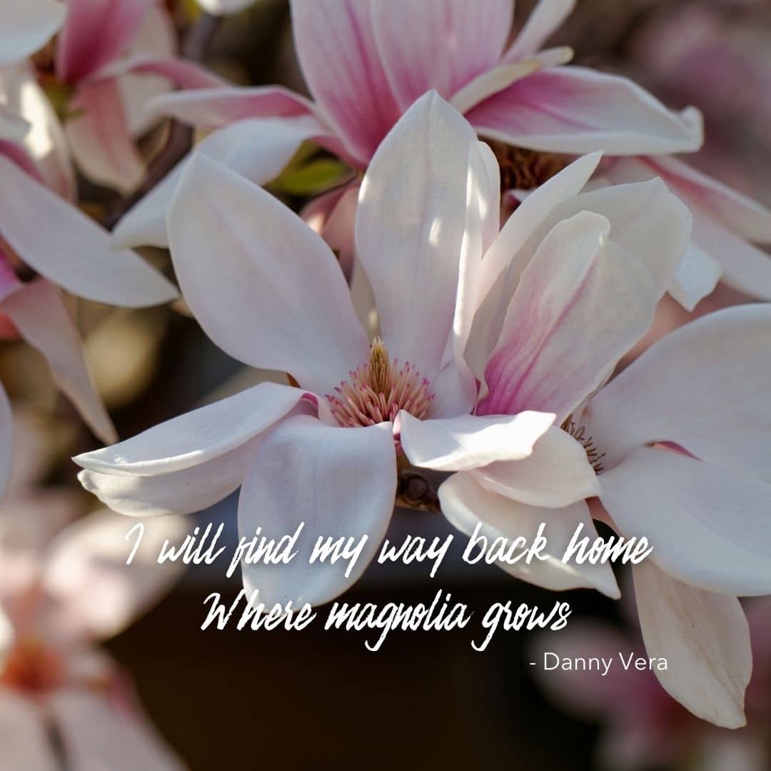 Thuis bij de magnolia